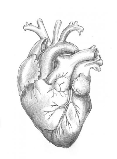 anatomical-drawing-heart-5 • Heritage Direct Primary Care